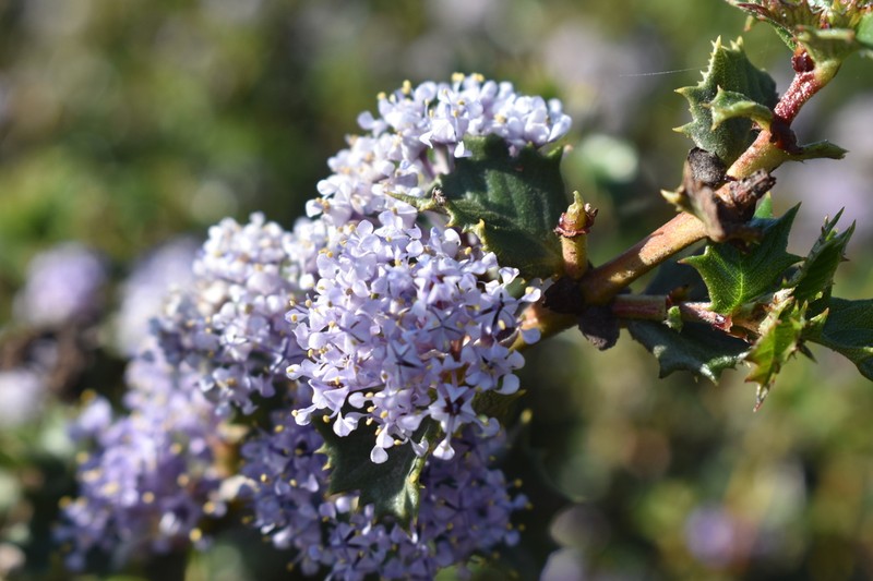 Hollyleaf Ceanothus photo 5