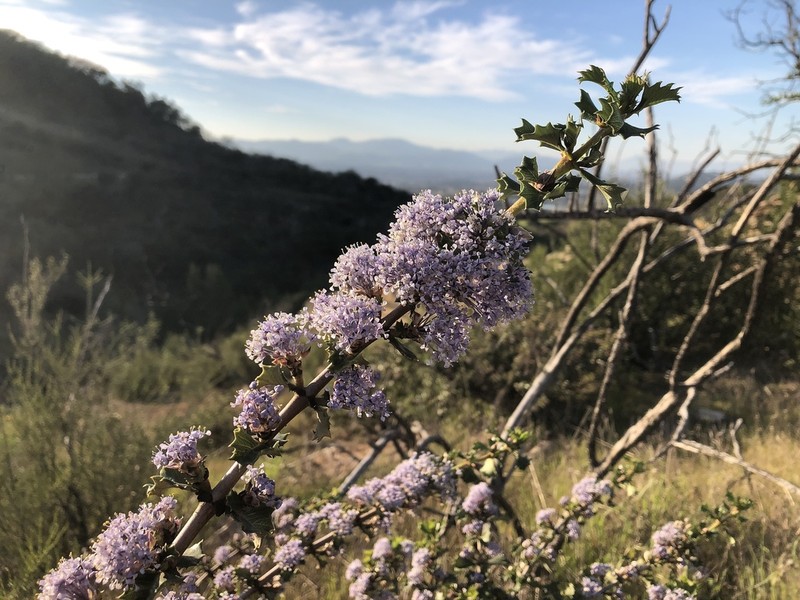 Hollyleaf Ceanothus photo 6