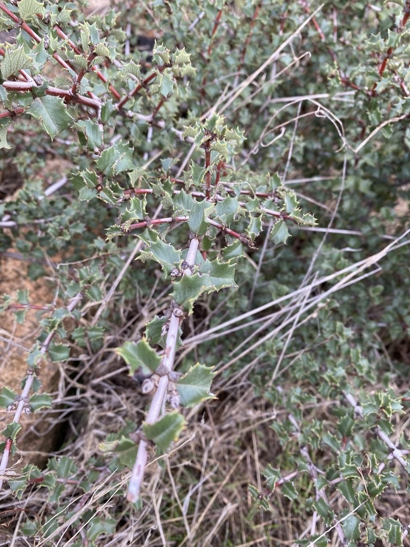 Hollyleaf Ceanothus photo 7