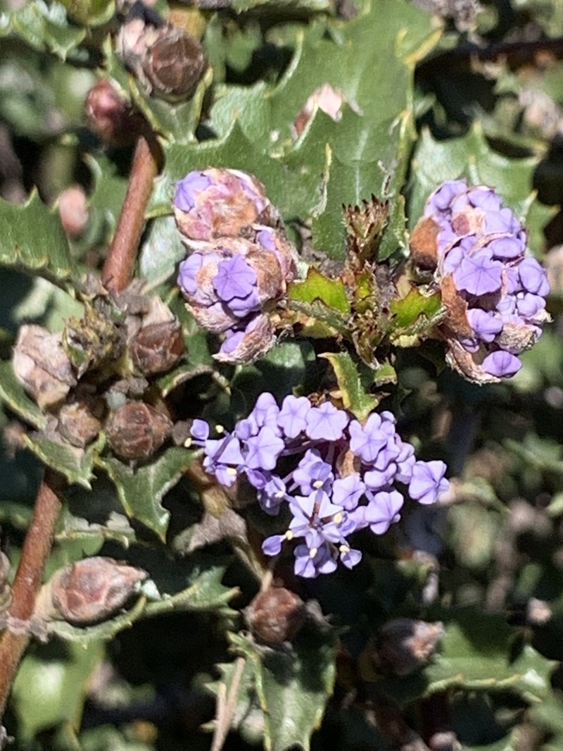 Hollyleaf Ceanothus photo 8