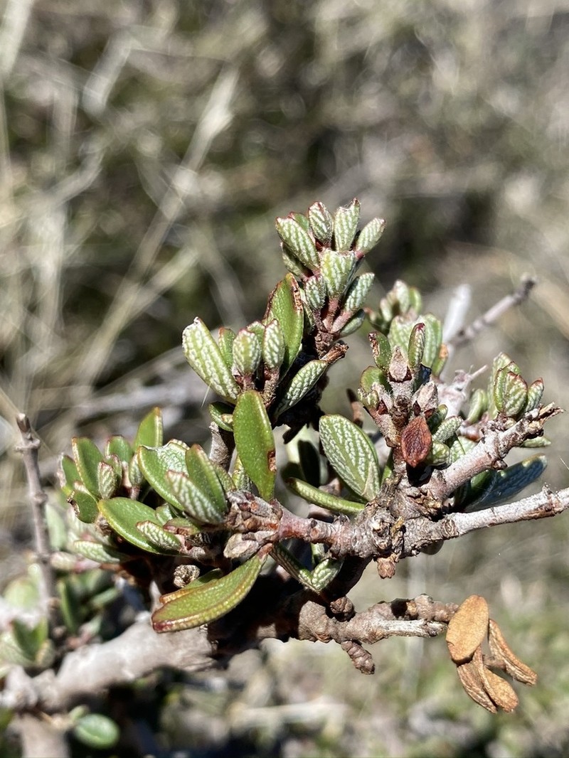 Pine Hill Buckbrush photo 4