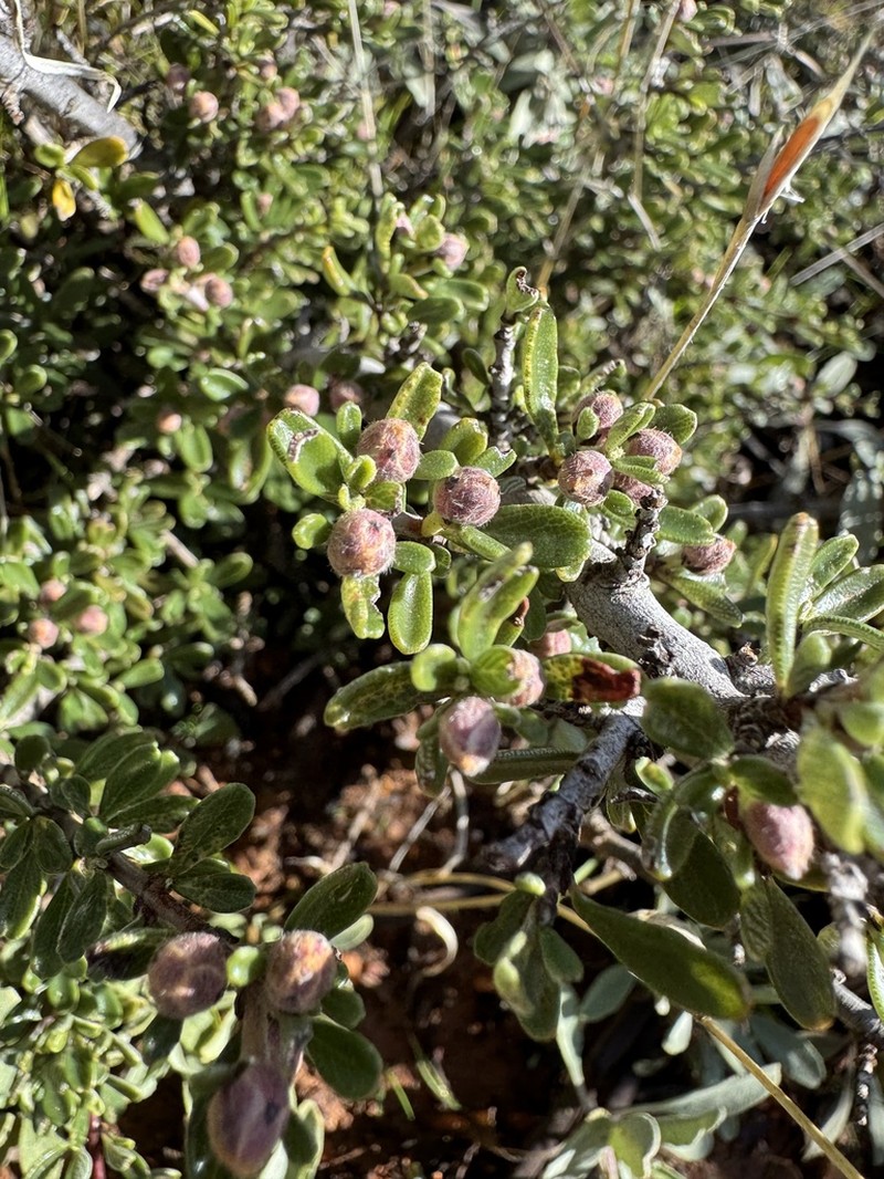Pine Hill Buckbrush photo 5
