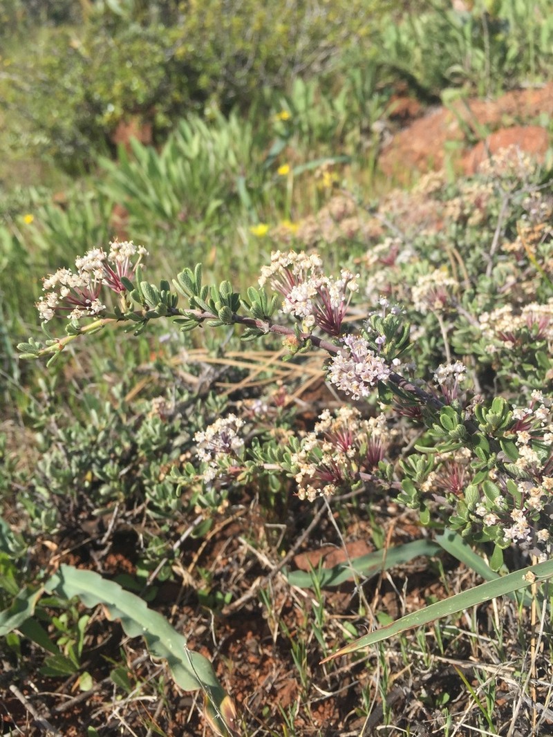Pine Hill Buckbrush photo 6