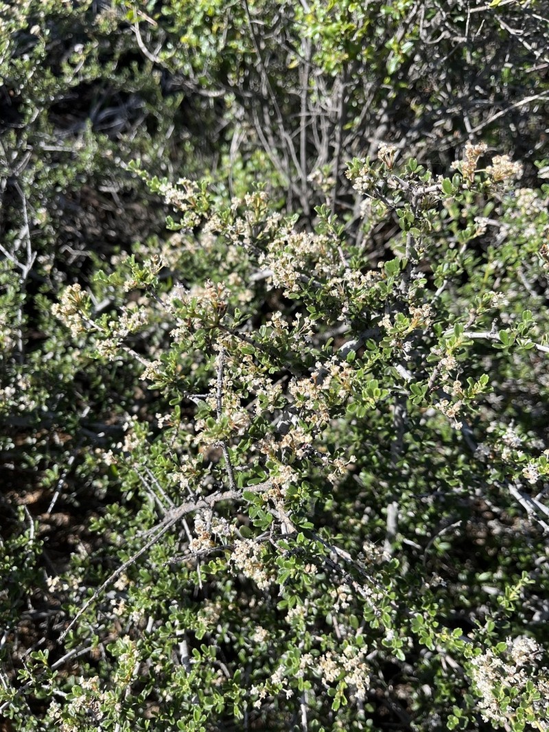 Pine Hill Buckbrush photo 7
