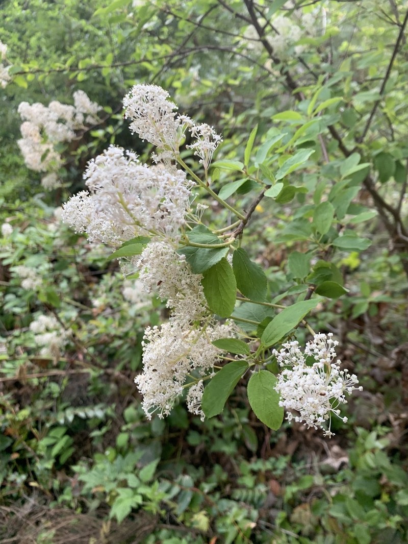 Redstem Ceanothus