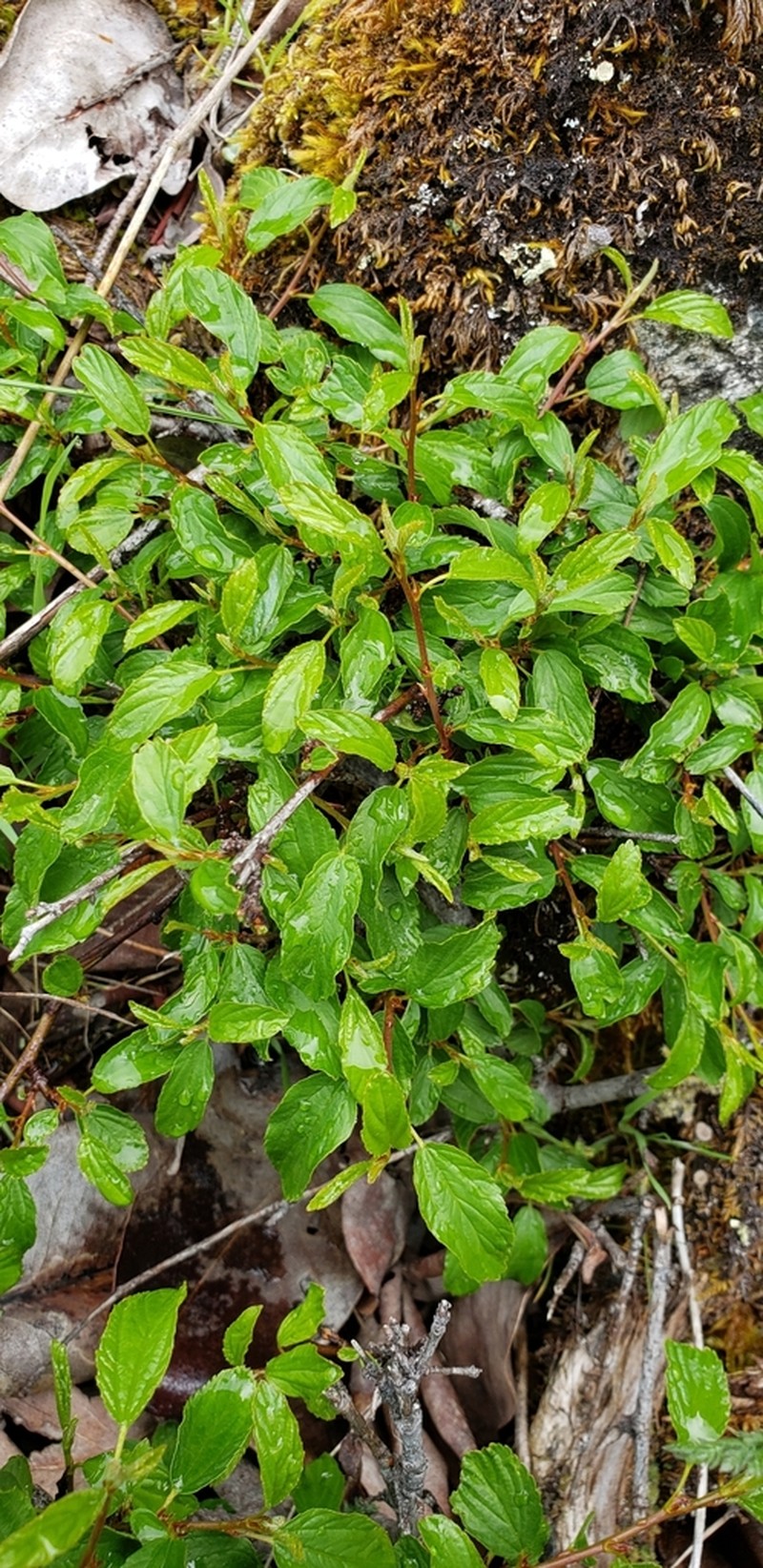 Redstem Ceanothus photo 2