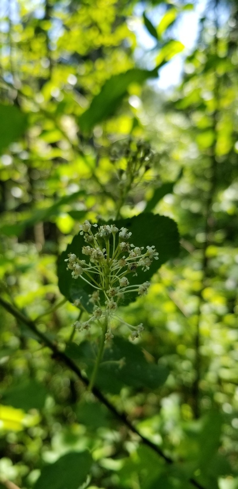 Redstem Ceanothus photo 3