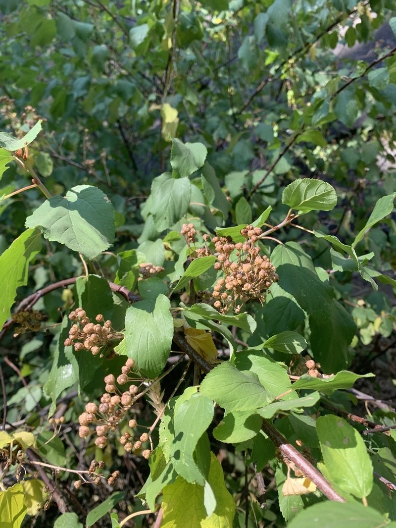 Redstem Ceanothus photo 4