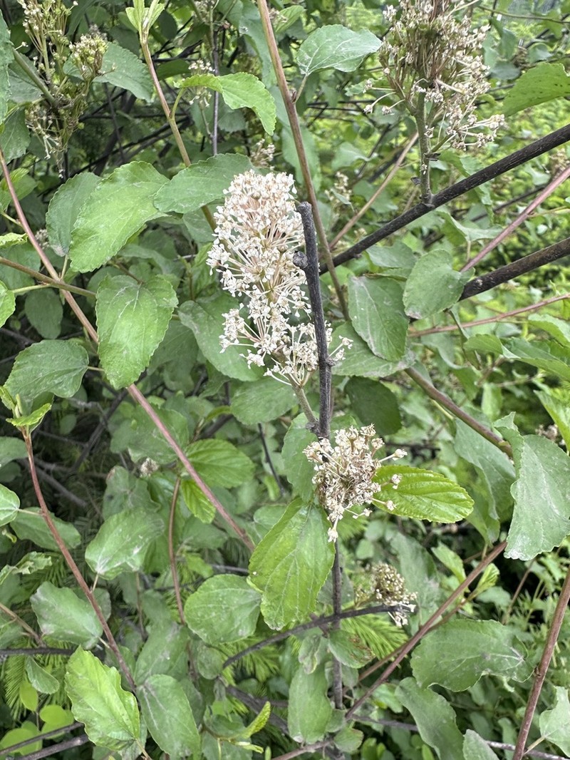 Redstem Ceanothus photo 6
