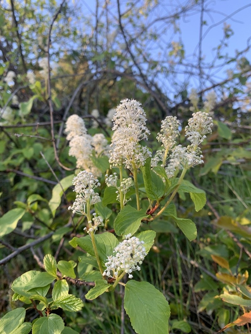 Redstem Ceanothus photo 8
