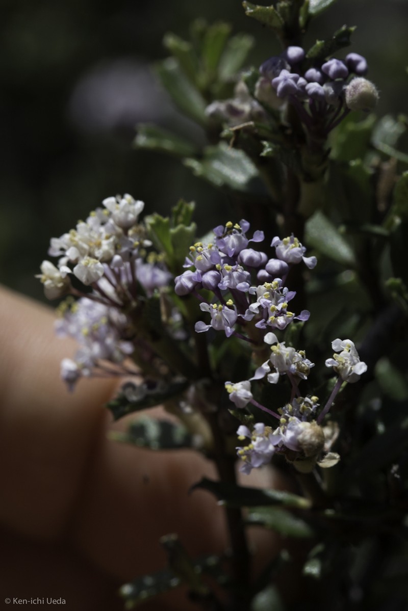 Sonoma Ceanothus