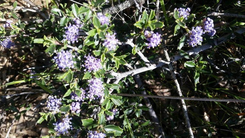 Sonoma Ceanothus photo 2