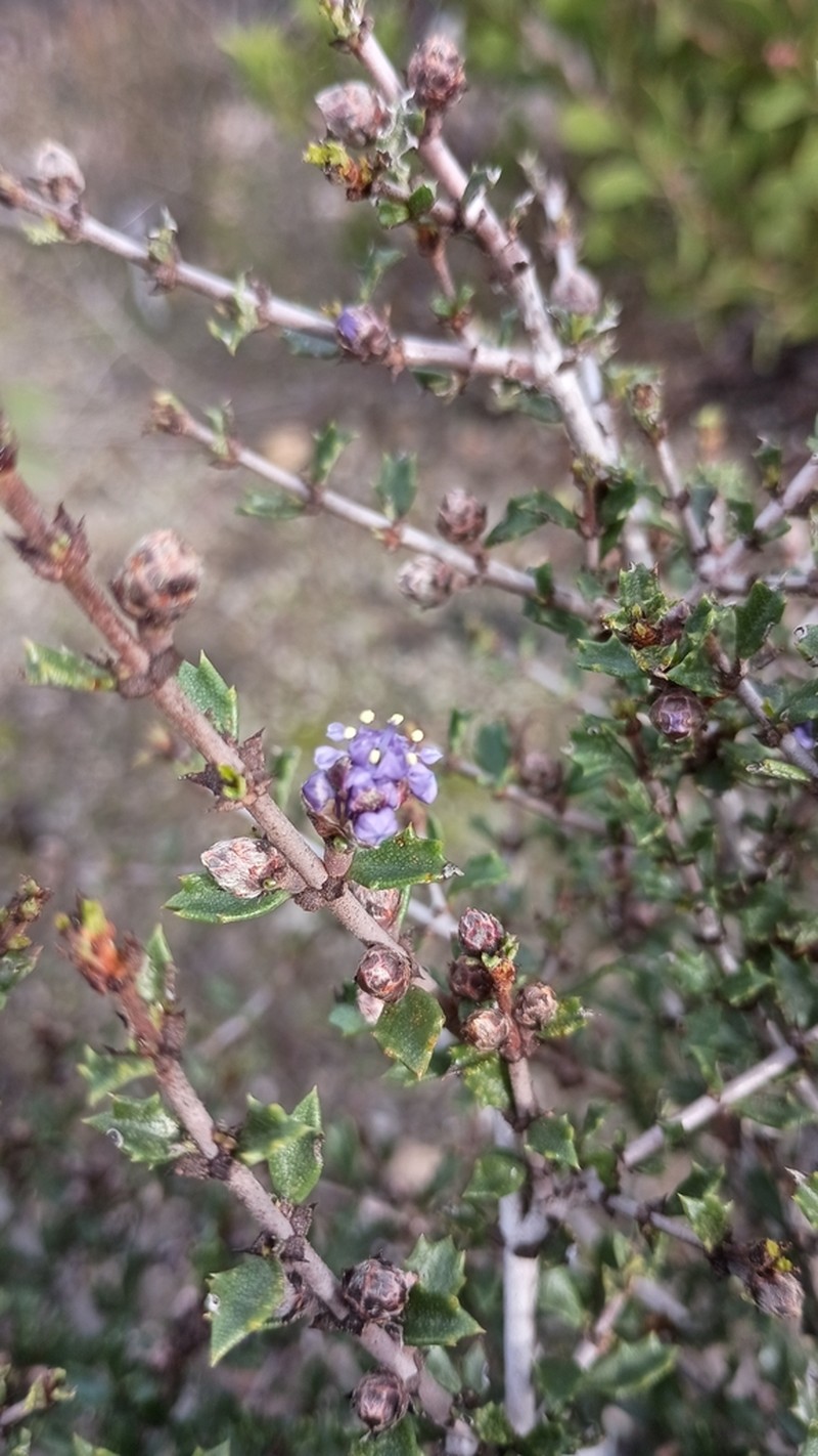Sonoma Ceanothus photo 3