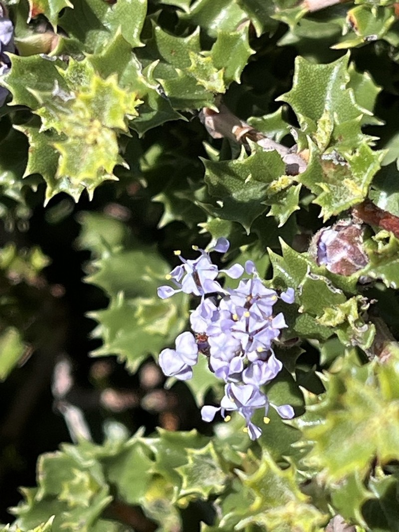 Sonoma Ceanothus photo 4
