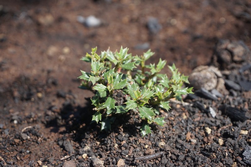 Sonoma Ceanothus photo 5