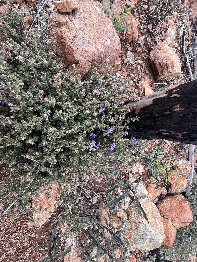 Sonoma Ceanothus photo 6