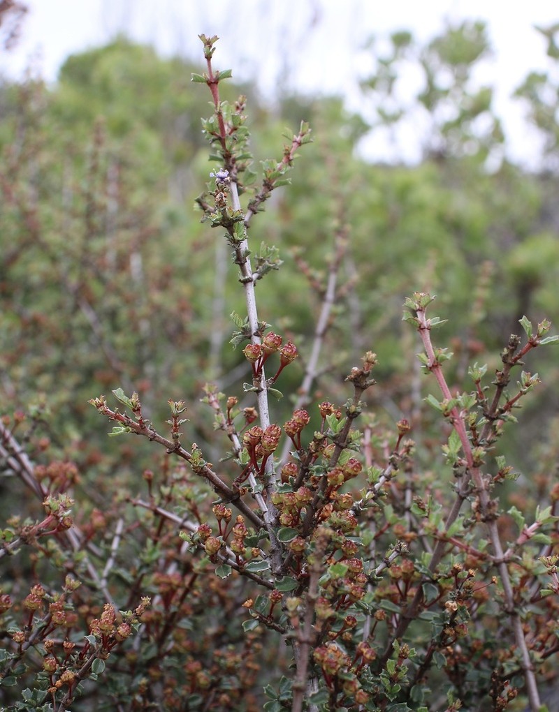 Sonoma Ceanothus photo 8