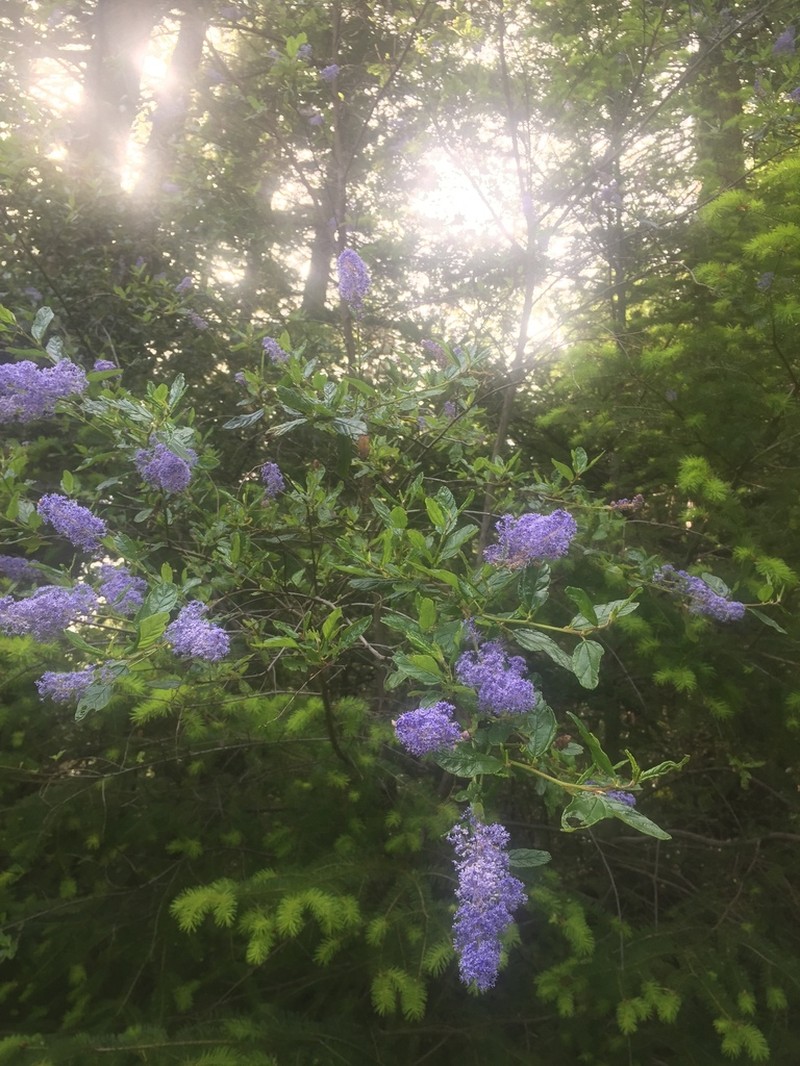 Blueblossom photo 4