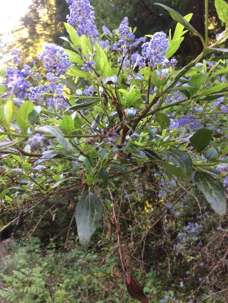 Blueblossom photo 5