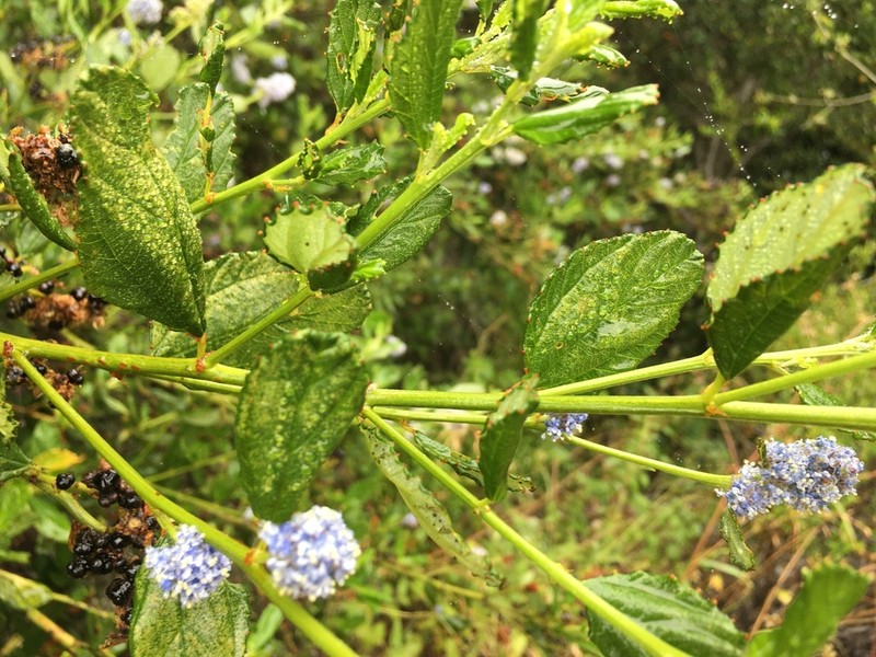 Blueblossom photo 7