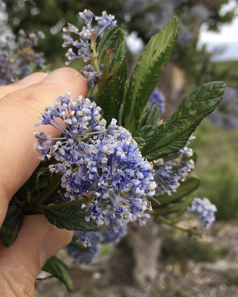 Blueblossom photo 8