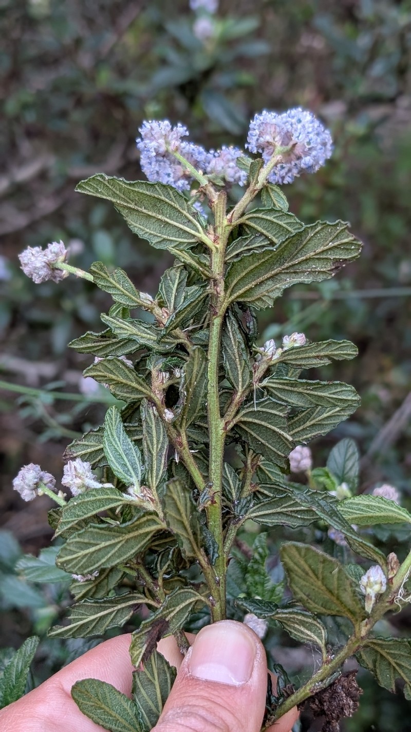 Ceanothus thyrsiflorus var. obispoensis