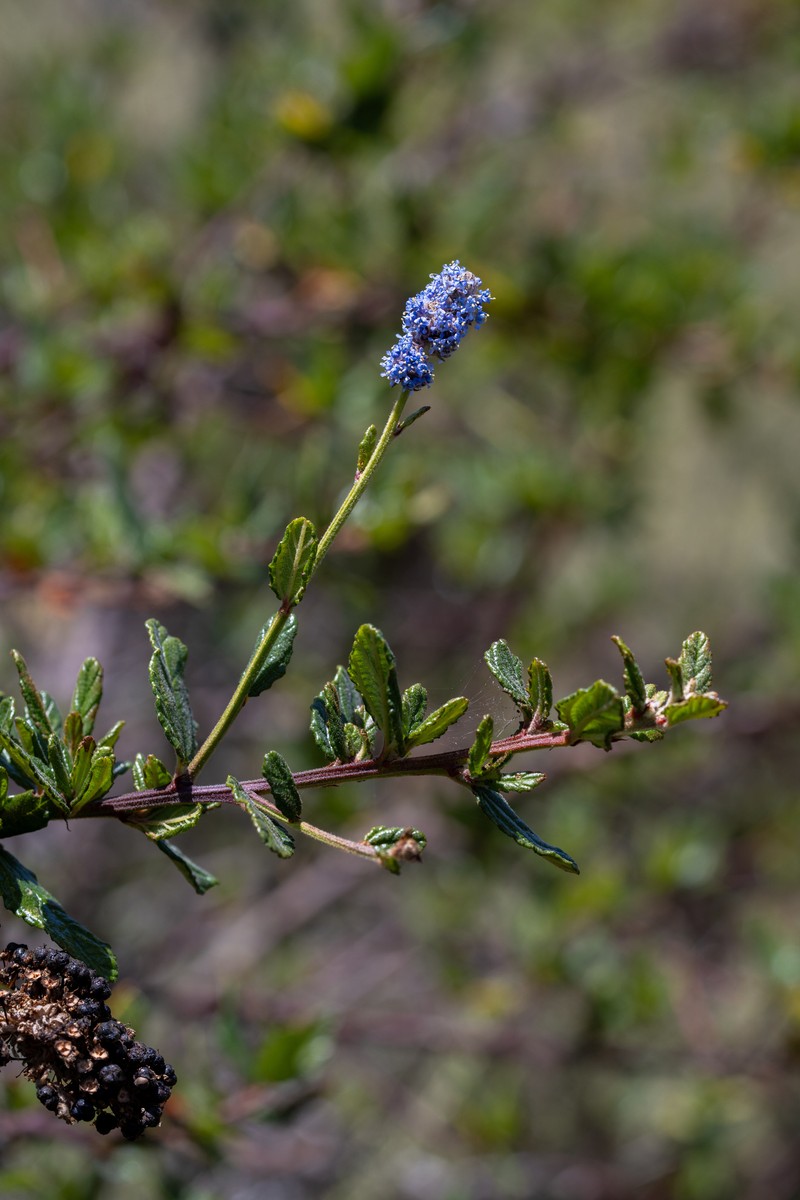 Ceanothus thyrsiflorus var. obispoensis photo 2