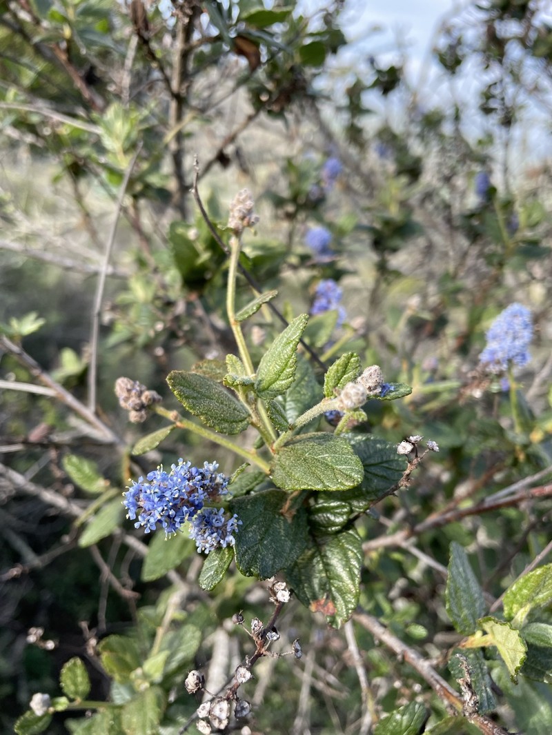 Ceanothus thyrsiflorus var. obispoensis photo 3