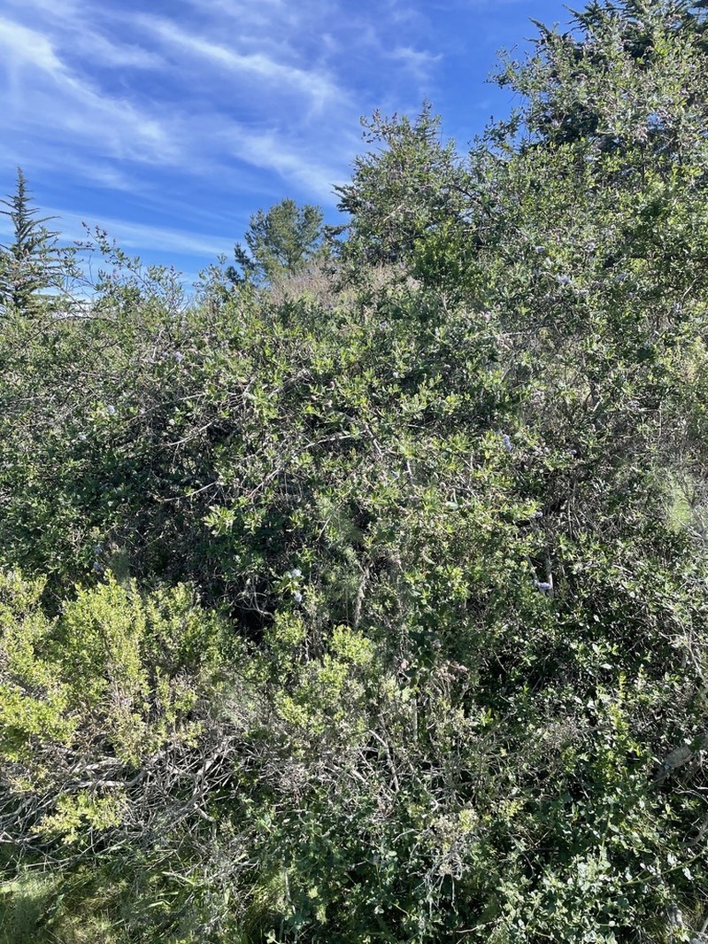 Ceanothus thyrsiflorus var. obispoensis photo 4