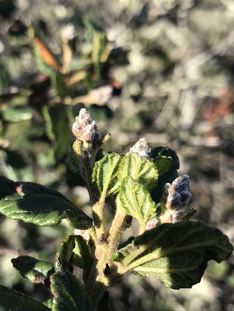 Ceanothus thyrsiflorus var. obispoensis photo 5