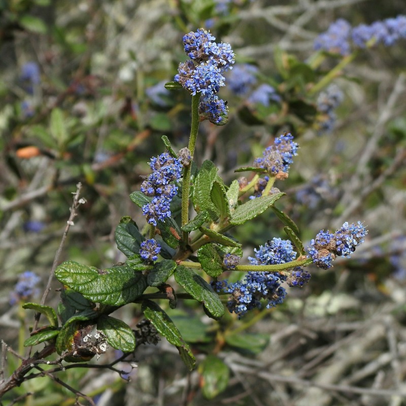 Ceanothus thyrsiflorus var. obispoensis photo 6
