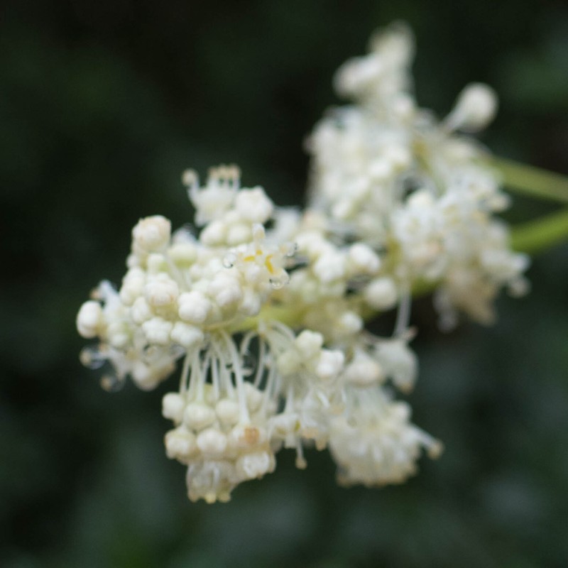 Ceanothus thyrsiflorus var. thyrsiflorus