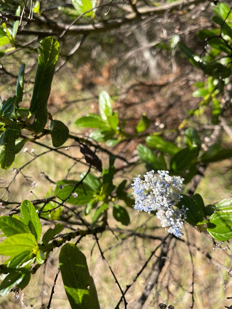 Ceanothus thyrsiflorus var. thyrsiflorus photo 2