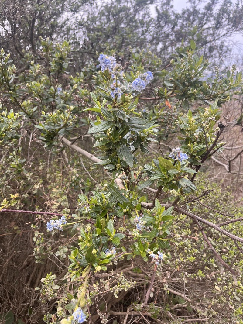 Ceanothus thyrsiflorus var. thyrsiflorus photo 3