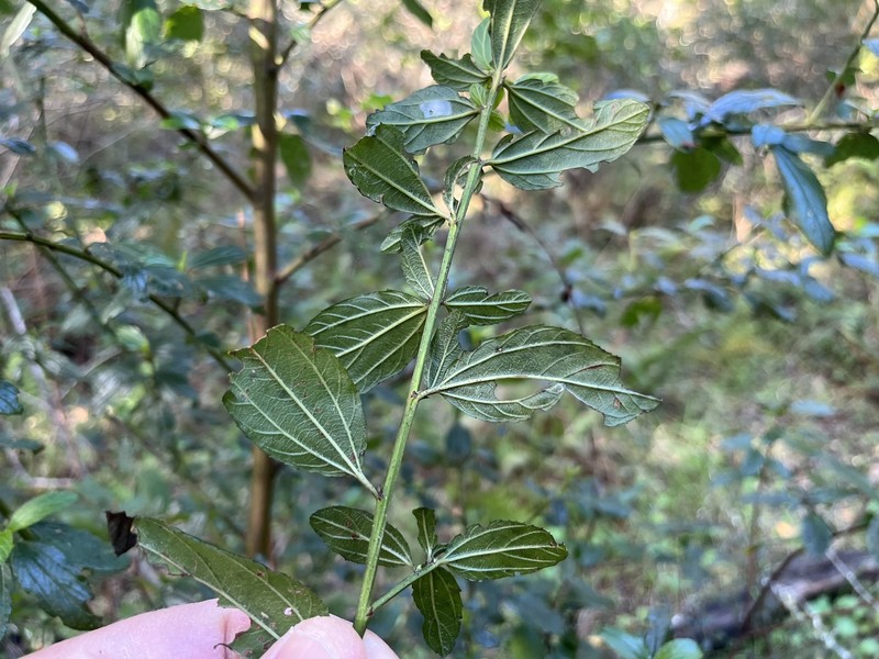 Ceanothus thyrsiflorus var. thyrsiflorus photo 4