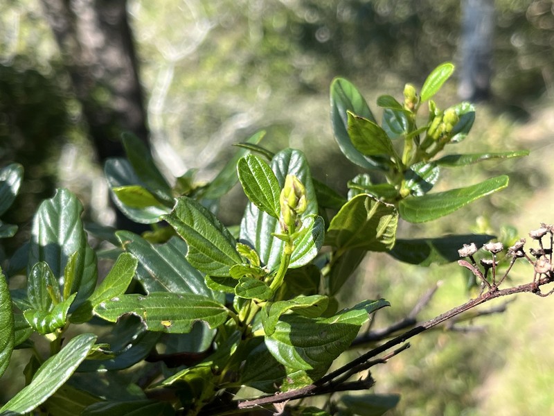 Ceanothus thyrsiflorus var. thyrsiflorus photo 5