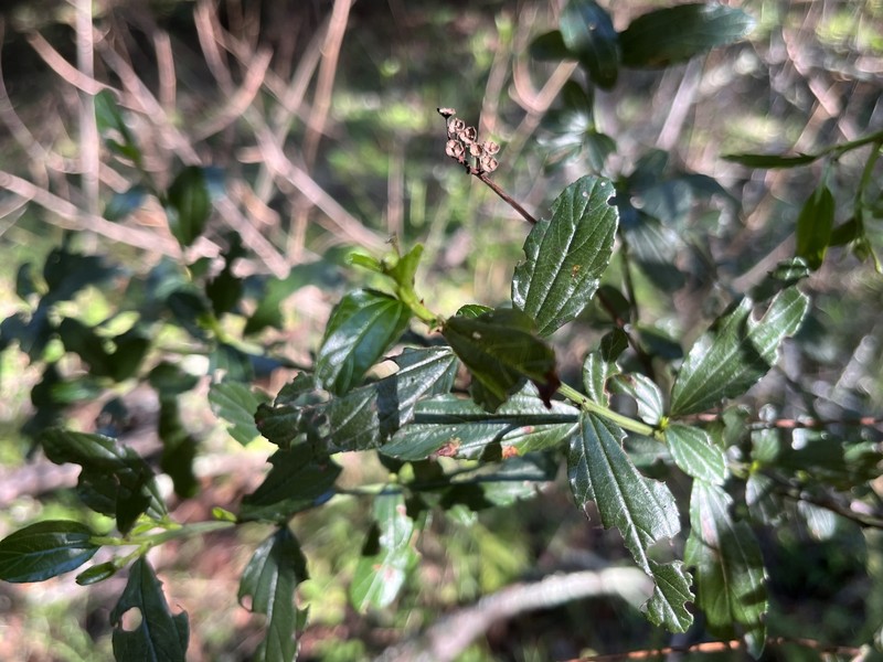 Ceanothus thyrsiflorus var. thyrsiflorus photo 6