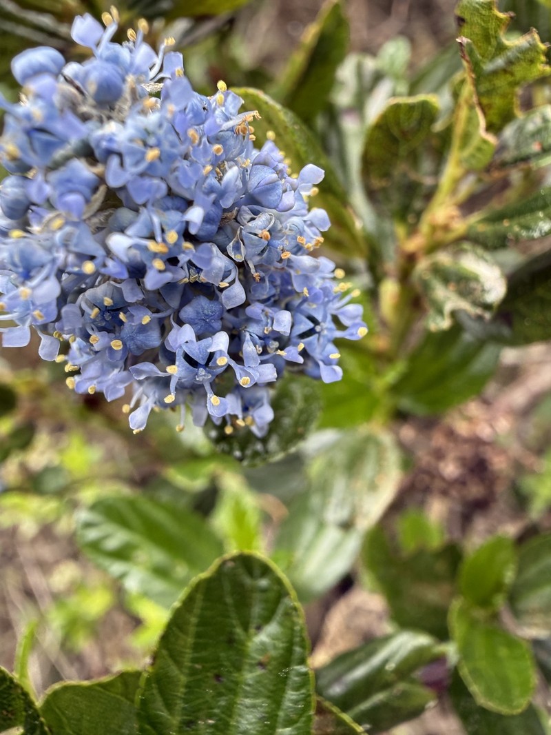 Ceanothus thyrsiflorus var. thyrsiflorus photo 7