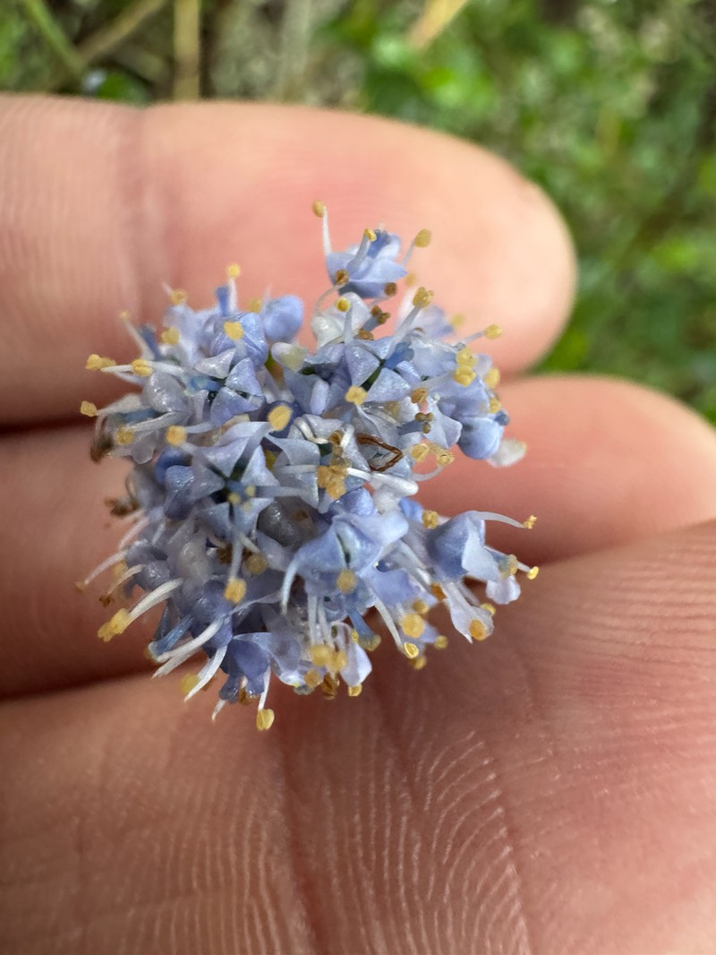 Ceanothus thyrsiflorus var. thyrsiflorus photo 8