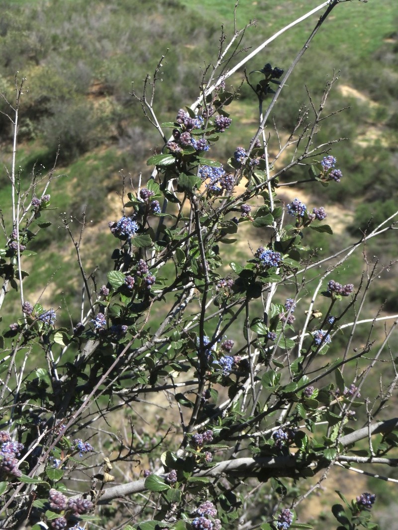 Woolyleaf Ceanothus