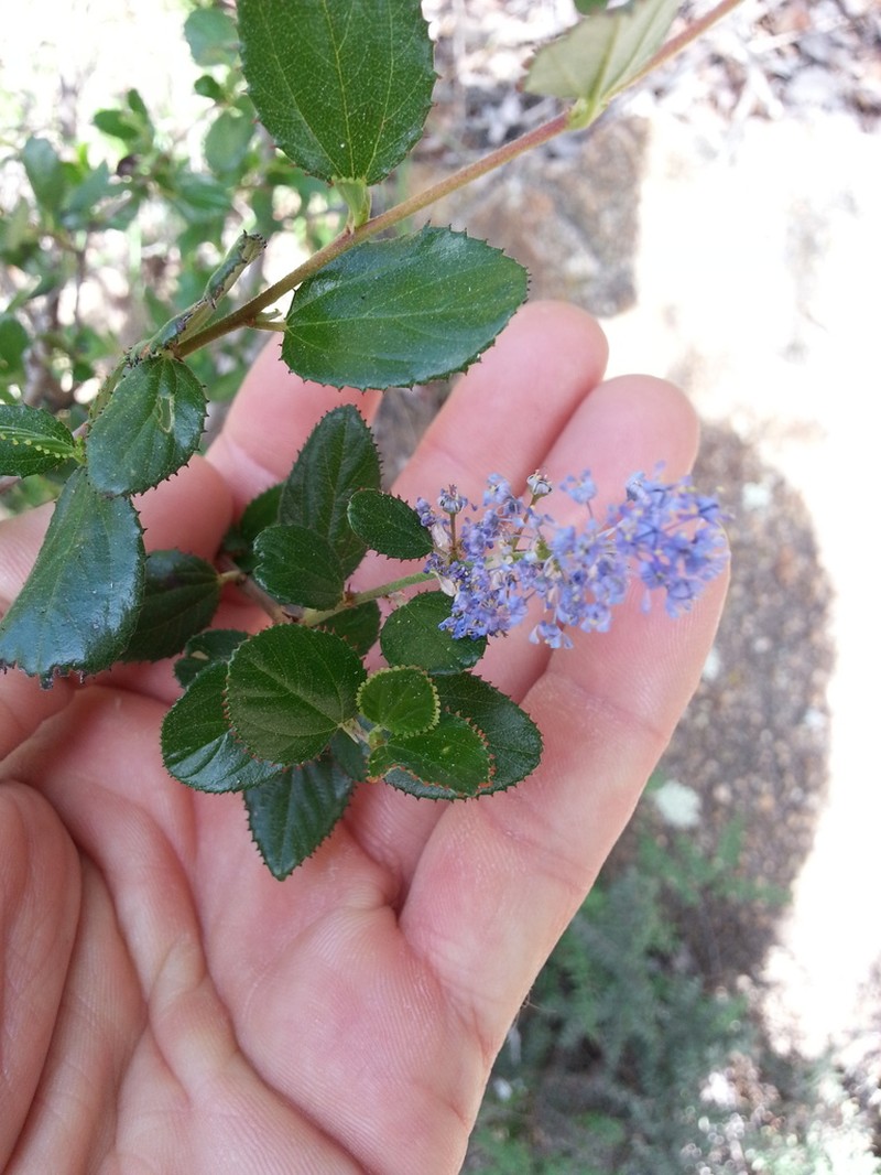 Woolyleaf Ceanothus photo 2