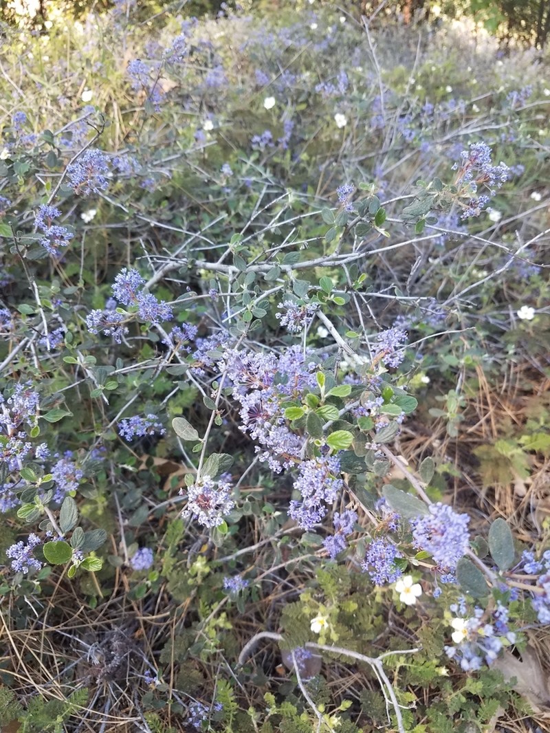 Woolyleaf Ceanothus photo 3