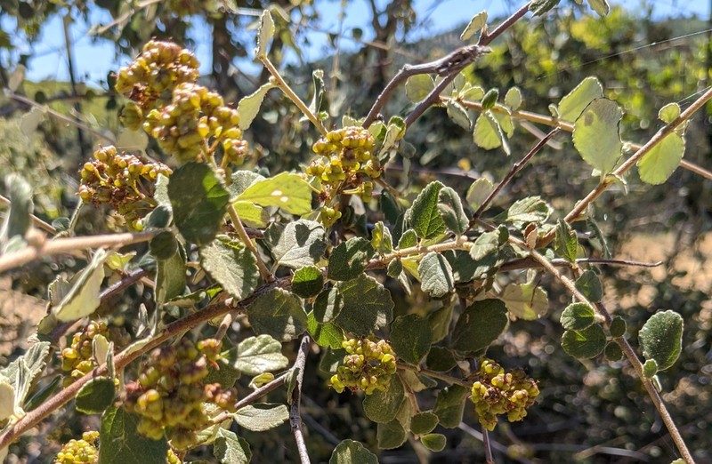 Woolyleaf Ceanothus photo 4