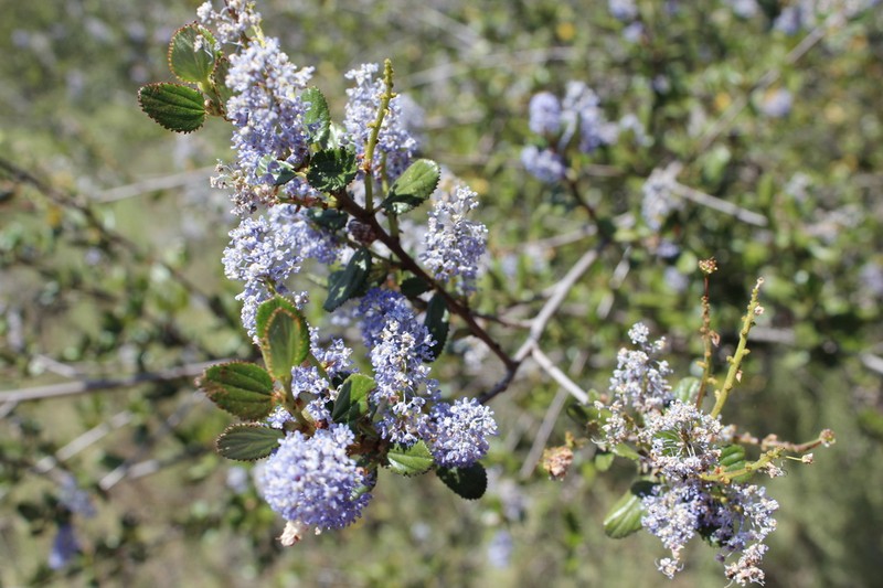 Woolyleaf Ceanothus photo 5