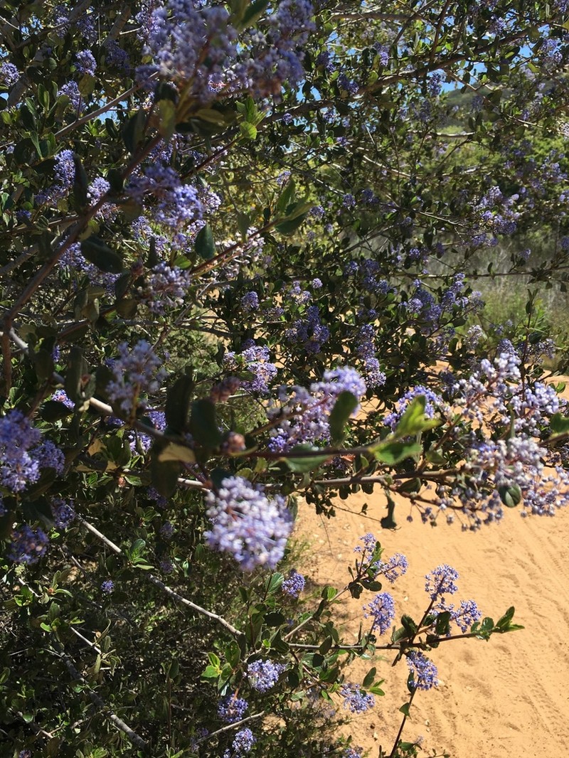 Woolyleaf Ceanothus photo 6