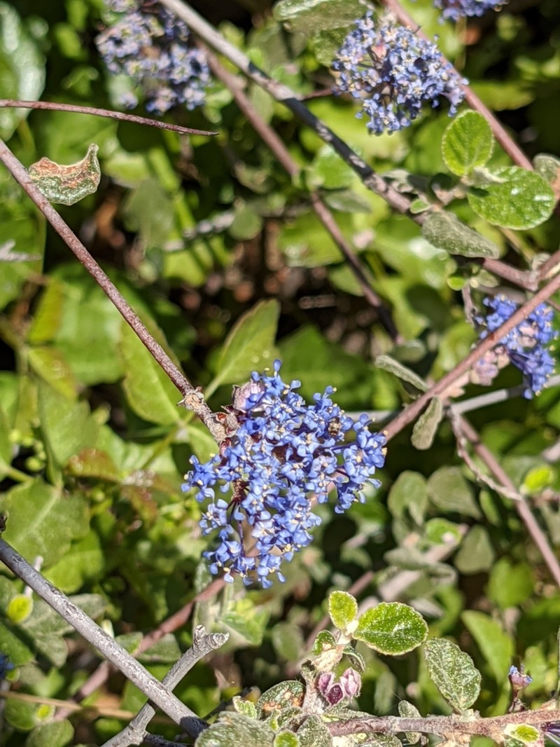 Woolyleaf Ceanothus photo 7