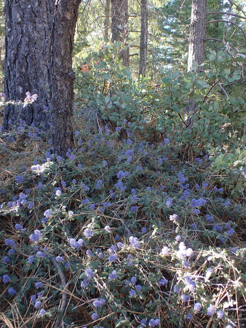 Woolyleaf Ceanothus photo 8