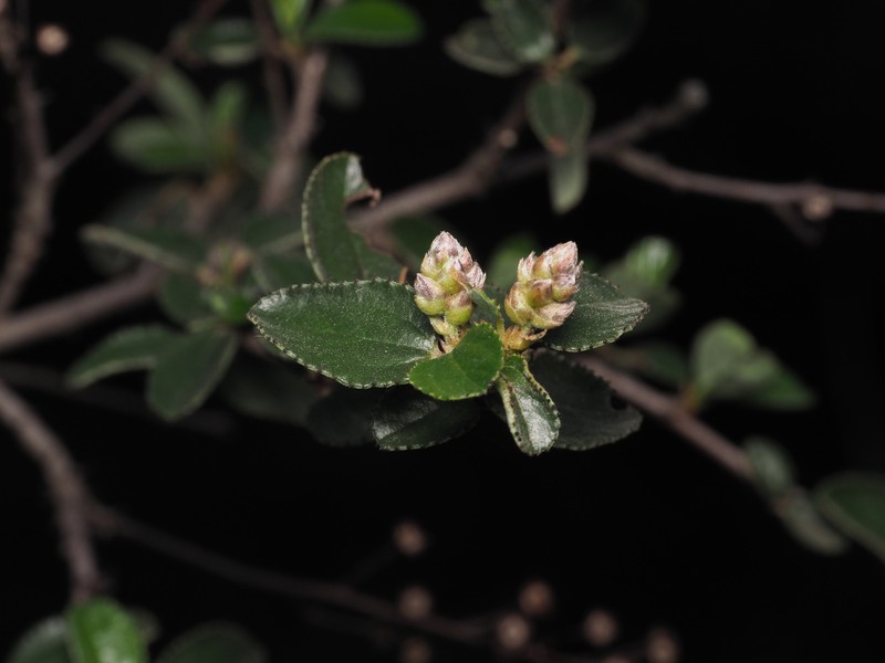 Ceanothus tomentosus var. olivaceus