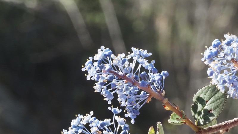 Ceanothus tomentosus var. olivaceus photo 2