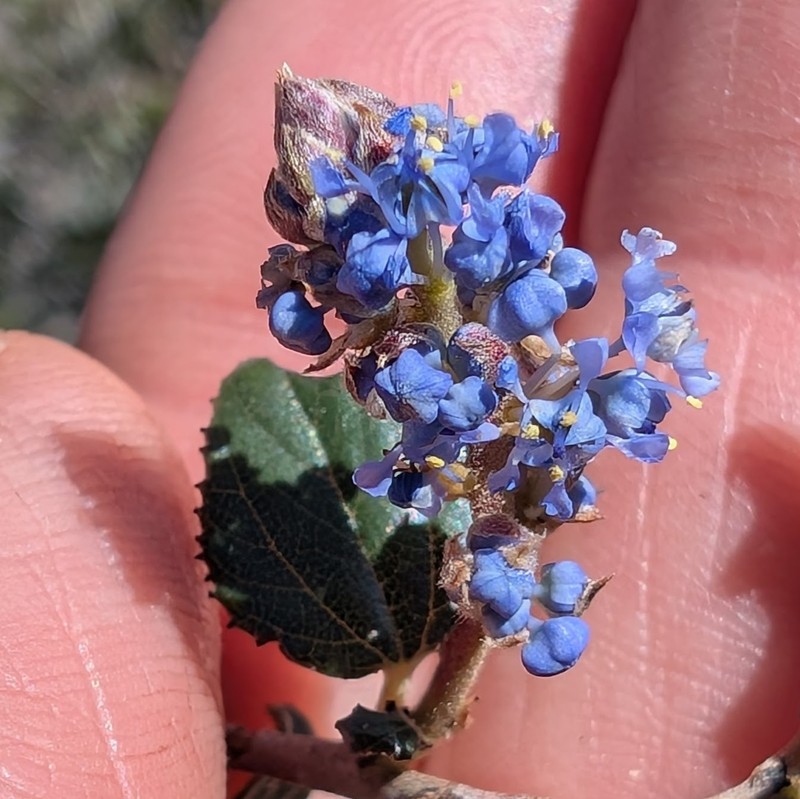 Ceanothus tomentosus var. olivaceus photo 3